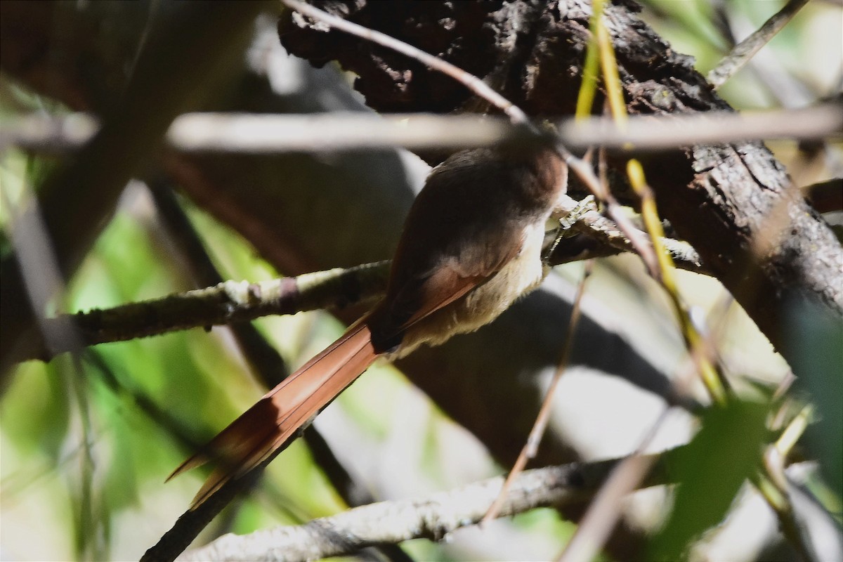 Brown-capped Tit-Spinetail - ML618549454