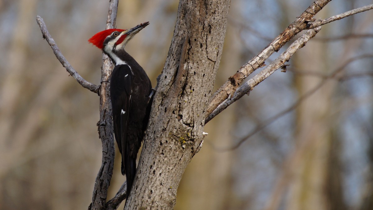 Pileated Woodpecker - ML618549477