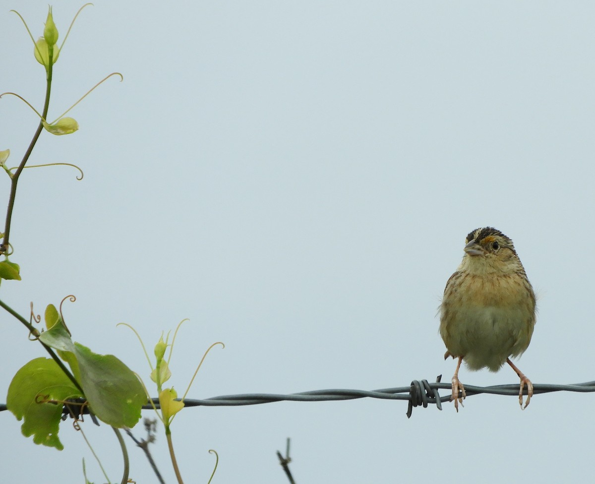 Grasshopper Sparrow - ML618549505
