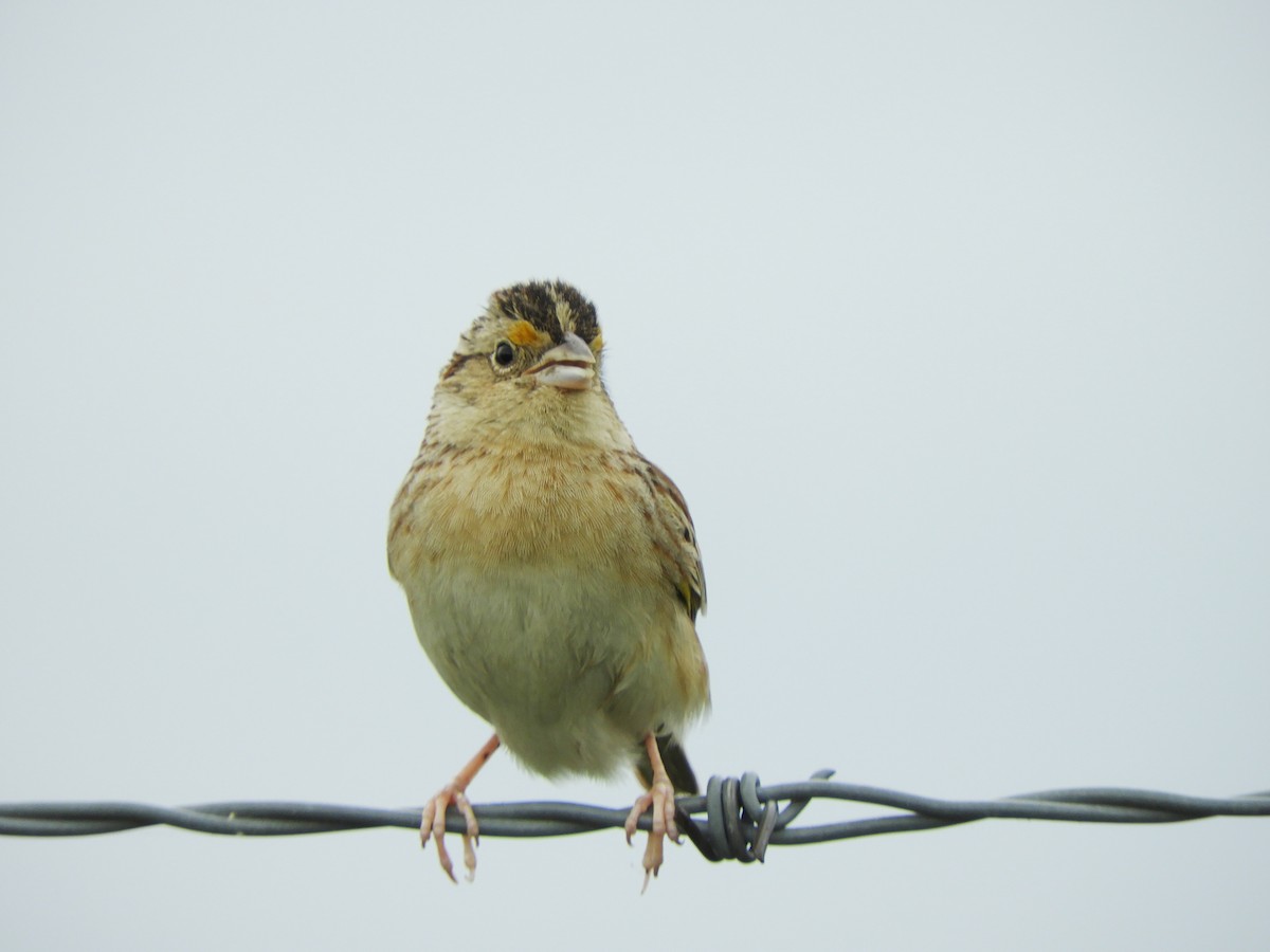 Grasshopper Sparrow - ML618549507