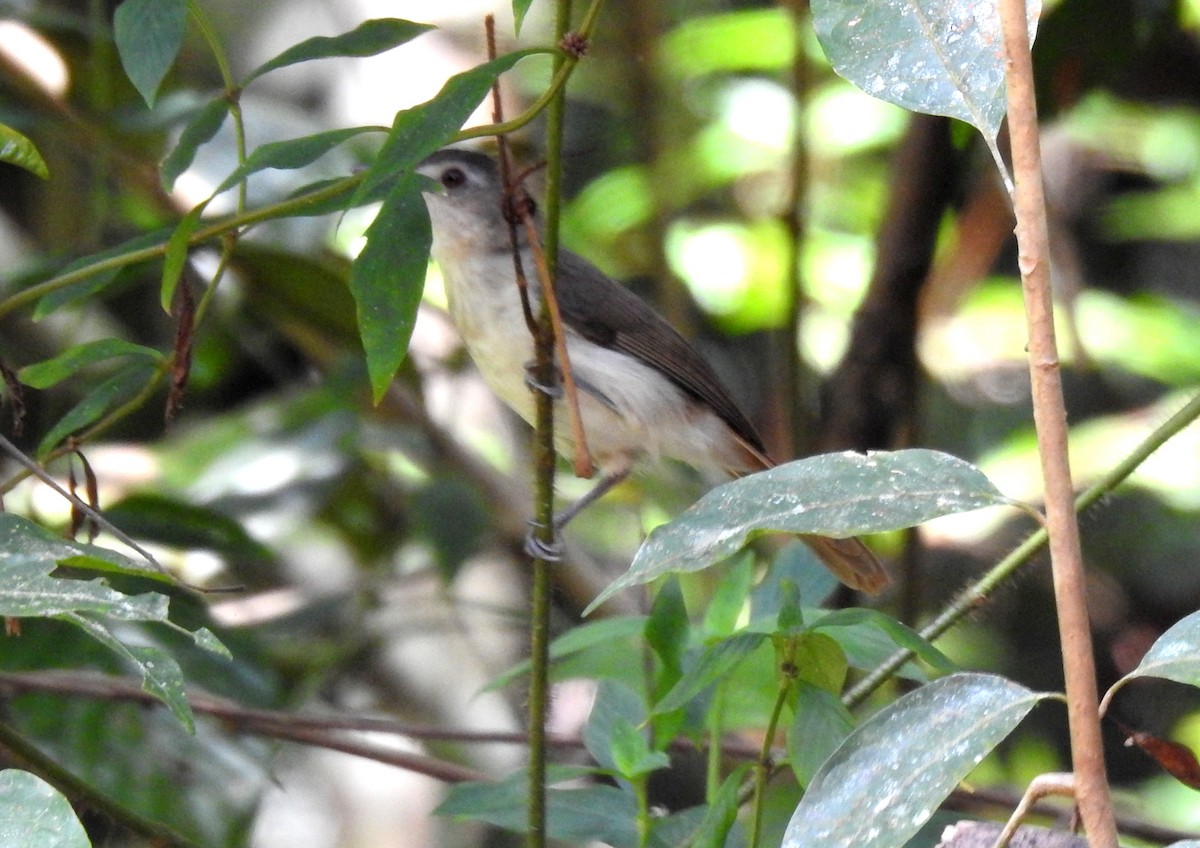 Sooty-capped Babbler - ML618549512