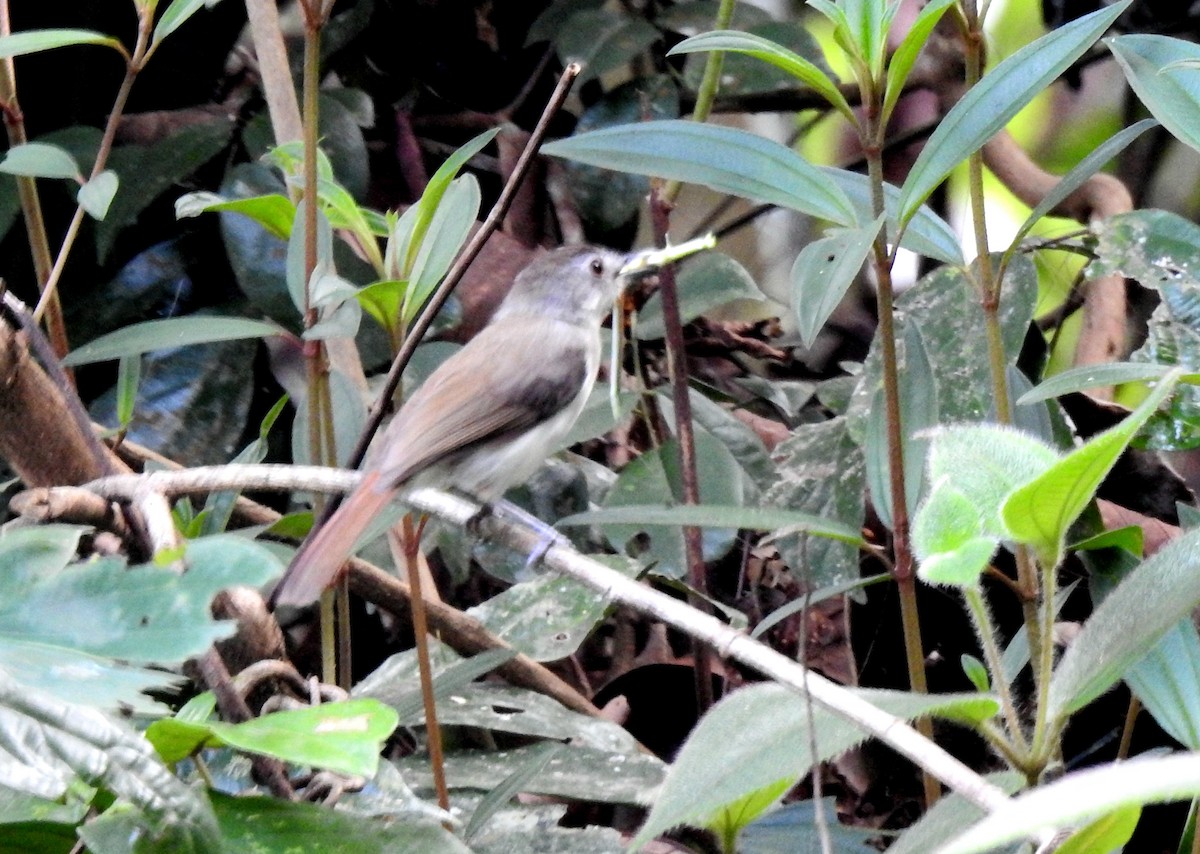 Sooty-capped Babbler - YM Liew