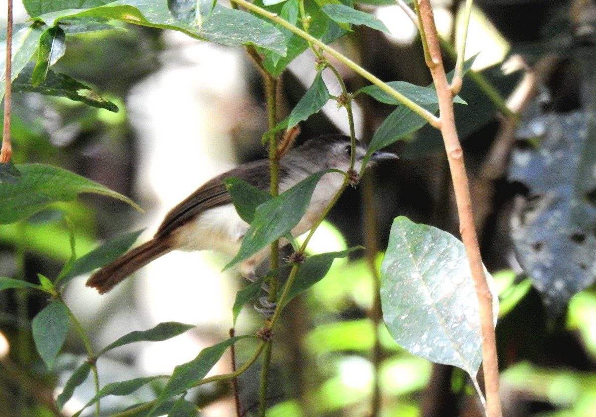 Sooty-capped Babbler - ML618549514