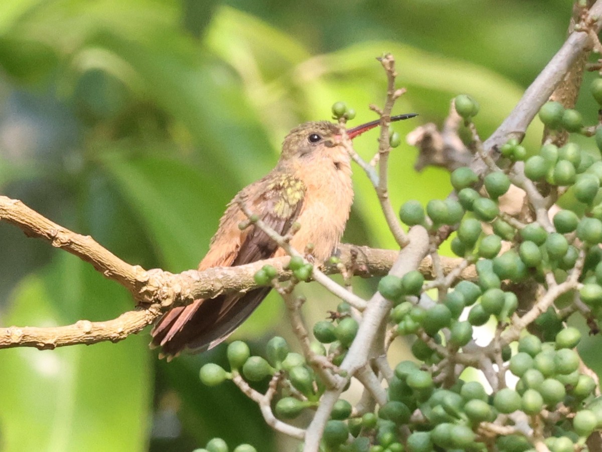 Cinnamon Hummingbird - ML618549531