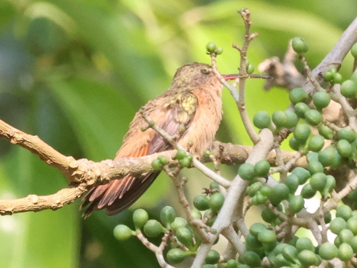 Cinnamon Hummingbird - ML618549532
