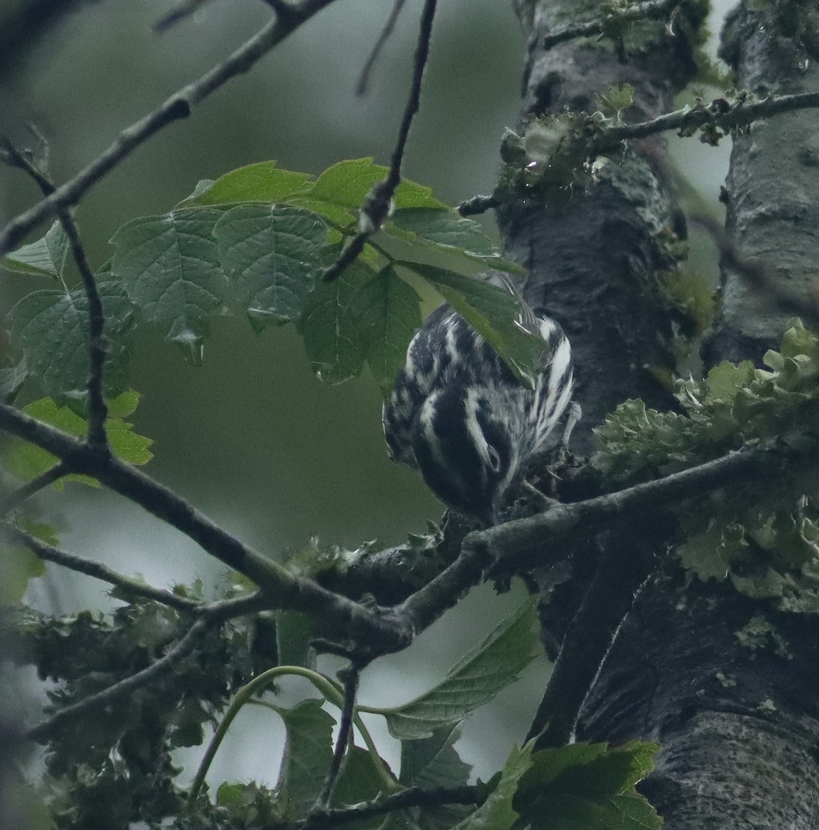 Black-and-white Warbler - ML618549546