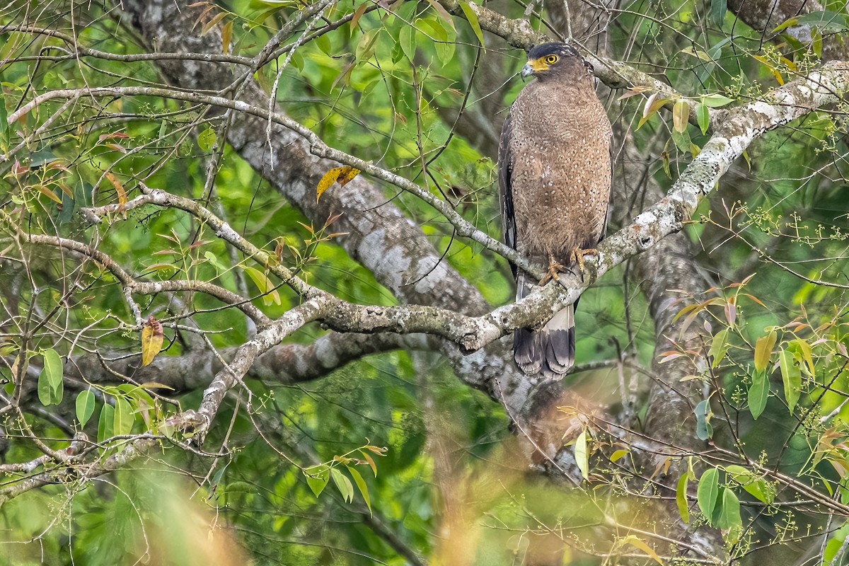 Crested Serpent-Eagle - ML618549604