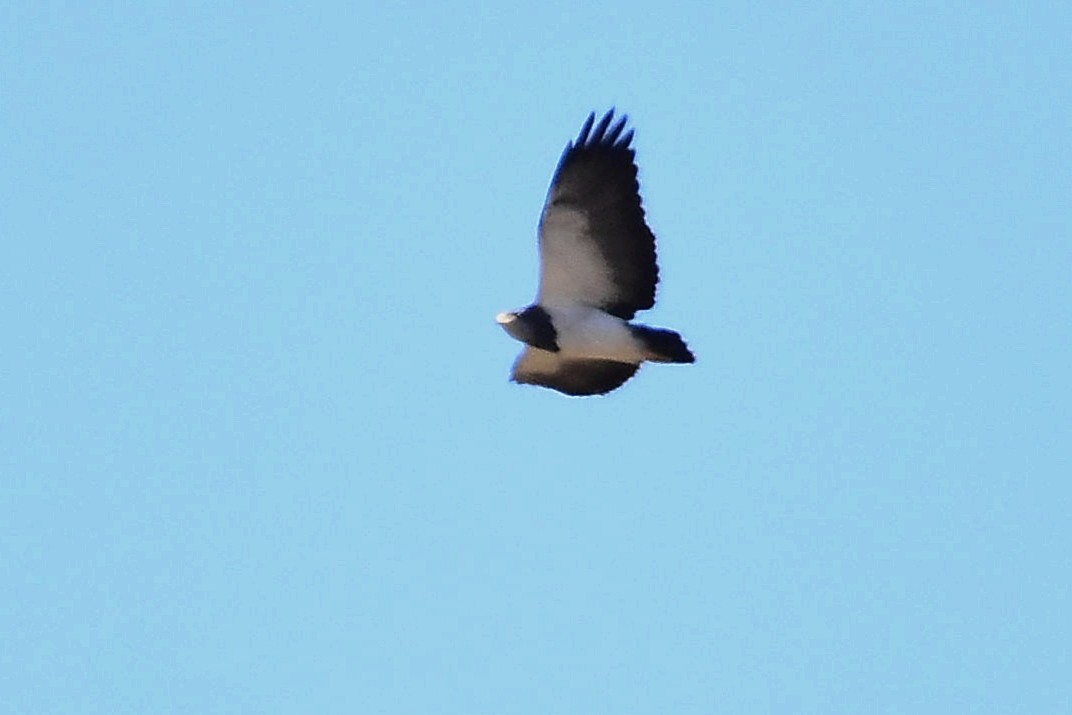 Black-chested Buzzard-Eagle - ML618549630