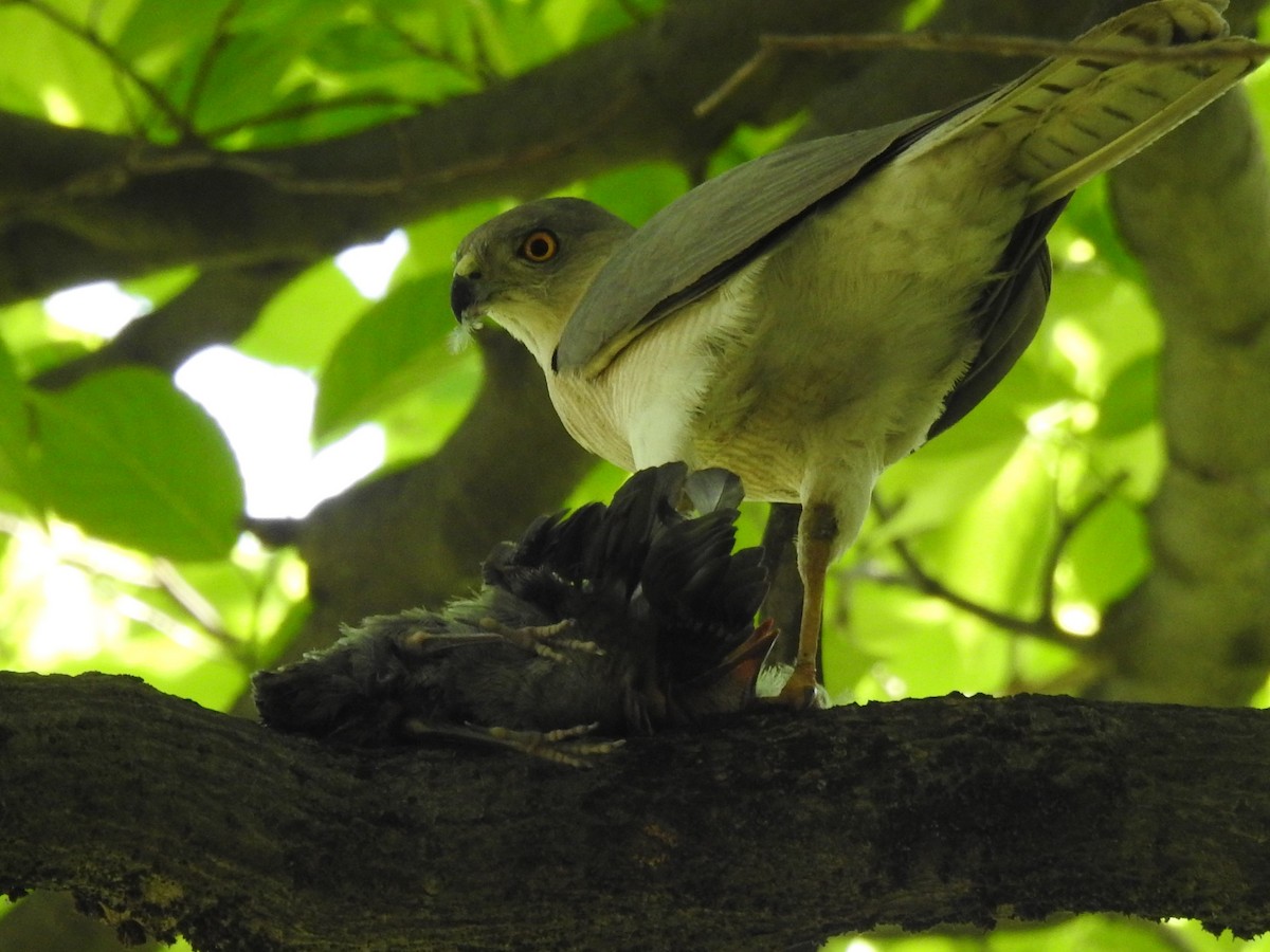 eBird Checklist 6 May 2024 Боғи Ботаникии Душанбе [Dushanbe
