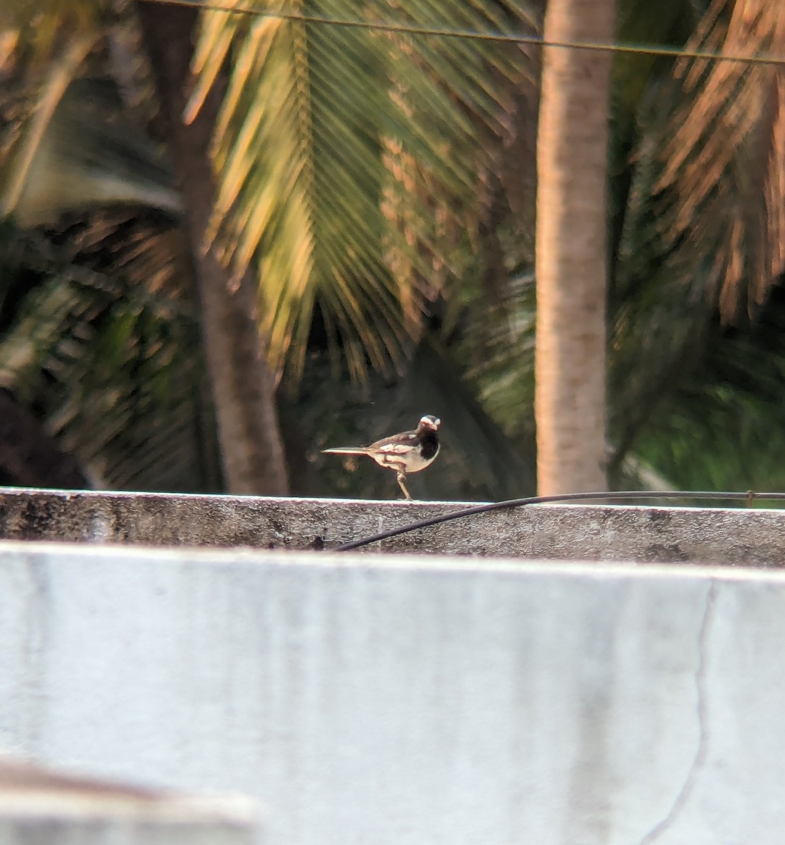 White-browed Wagtail - ML618549661