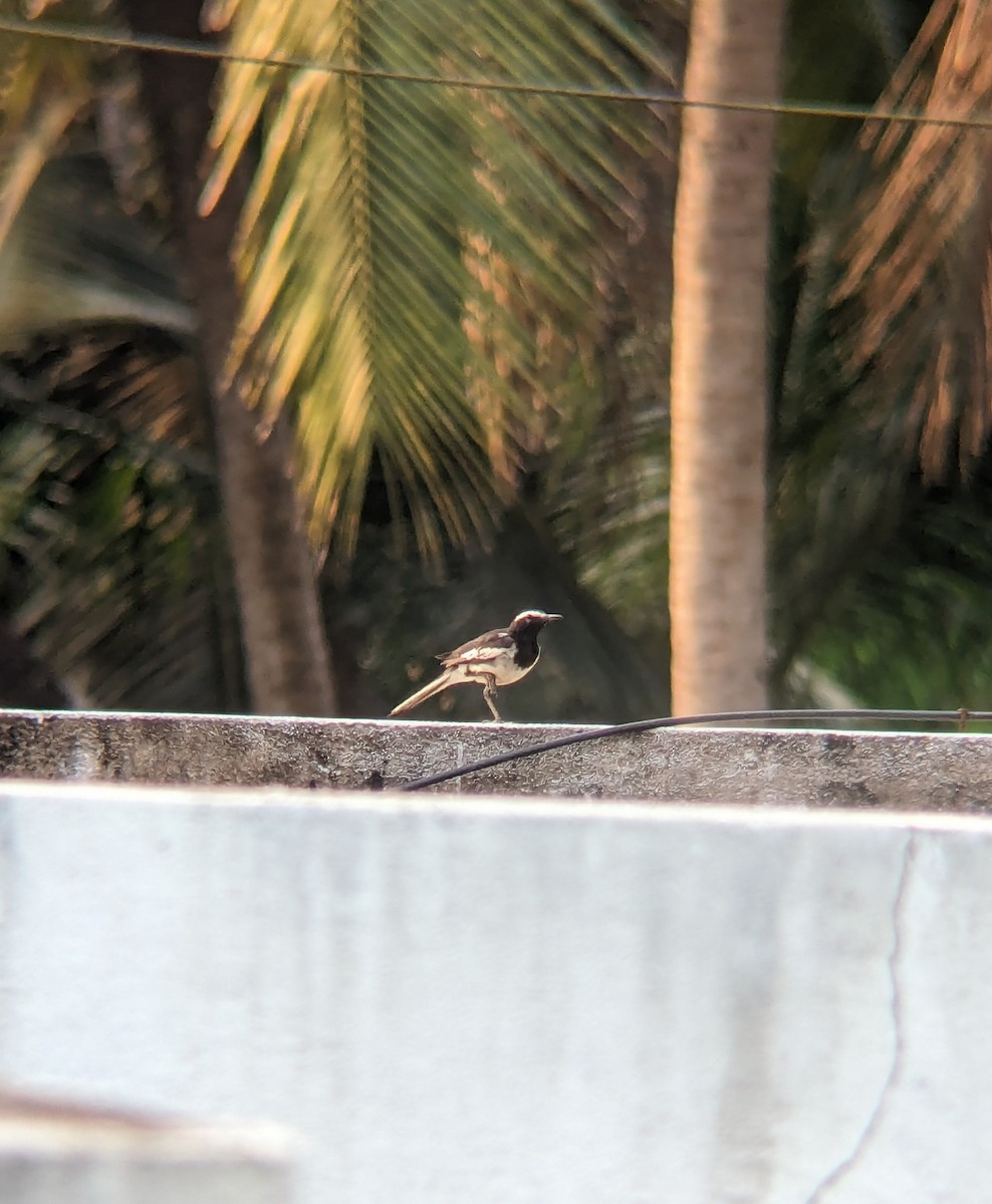 White-browed Wagtail - ML618549662