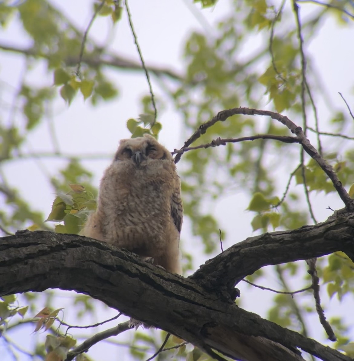 Great Horned Owl - ML618549673
