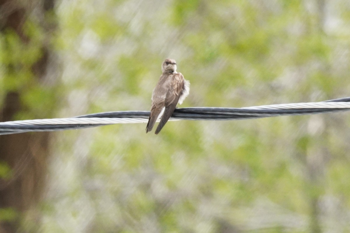 Northern Rough-winged Swallow - Kristy Dhaliwal