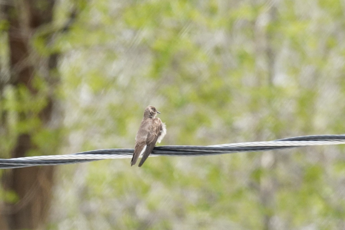 Northern Rough-winged Swallow - ML618549675