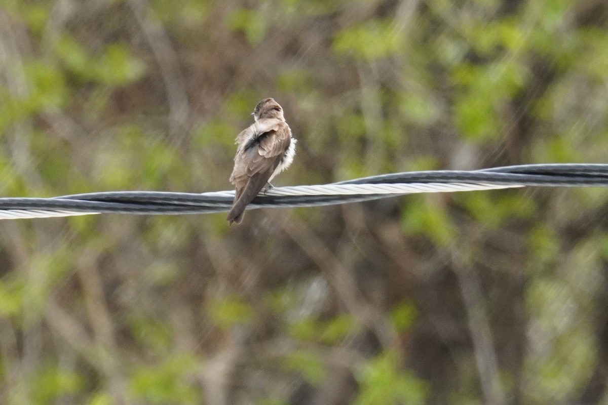 Northern Rough-winged Swallow - ML618549700