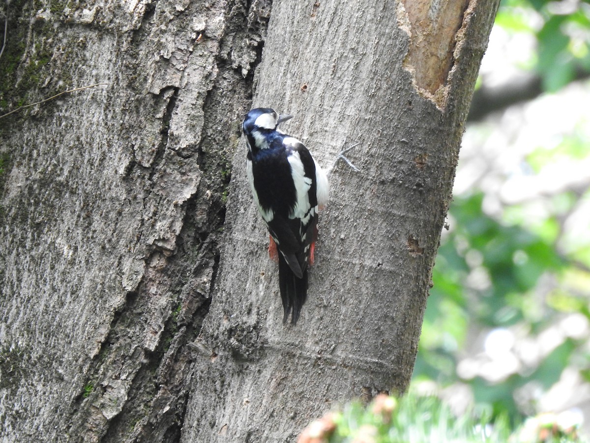 White-winged Woodpecker - ML618549708