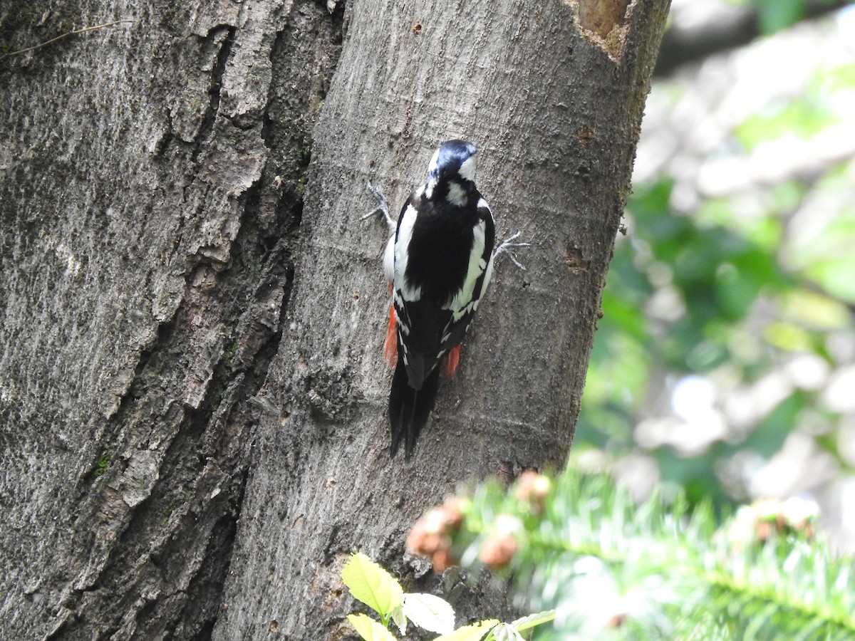 White-winged Woodpecker - ML618549709