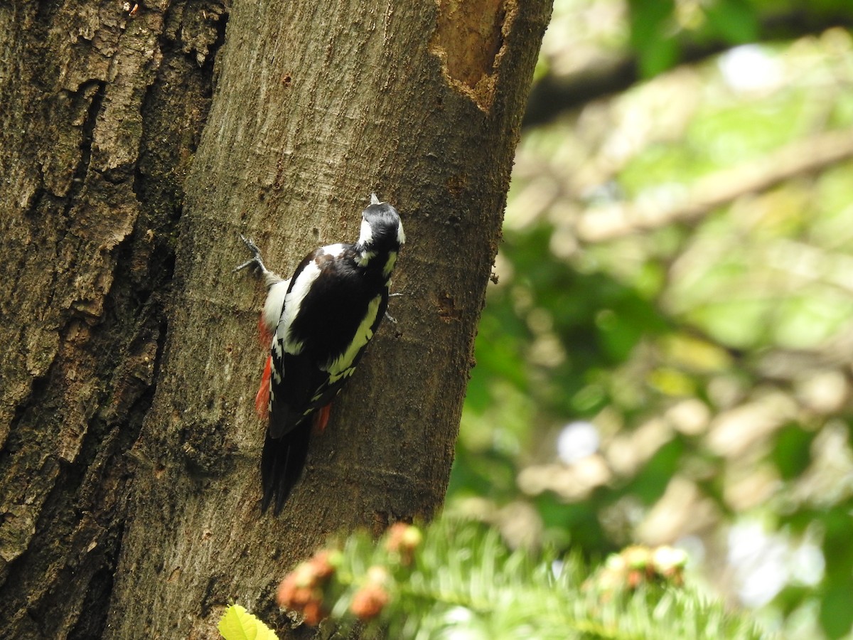 White-winged Woodpecker - ML618549710