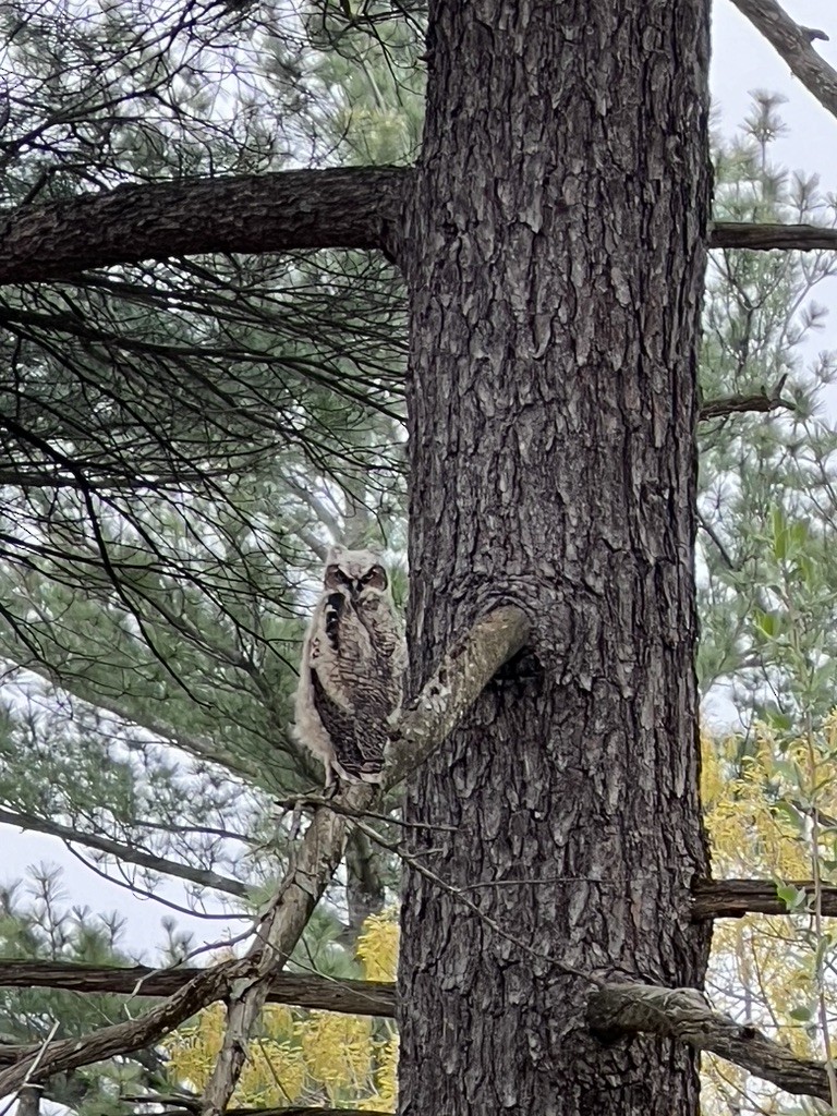 Great Horned Owl - ML618549733