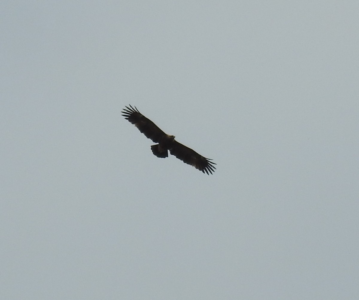 Lesser Spotted Eagle - Denis Kitel