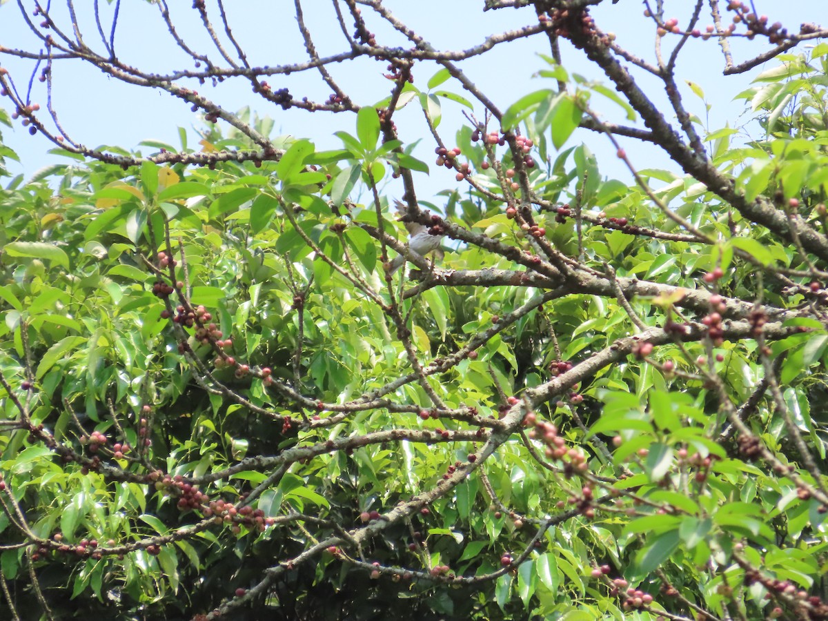 konipas východní (ssp. tschutschensis/plexa) - ML618549859