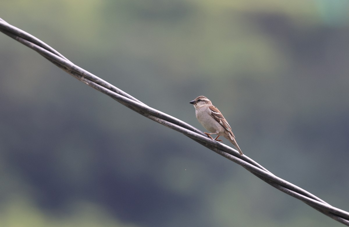 Russet Sparrow - ML618549865