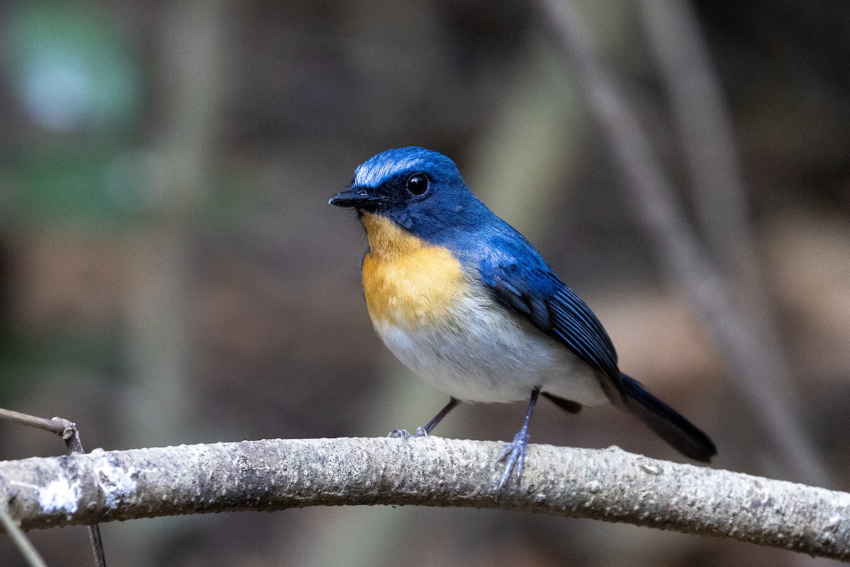 Indochinese Blue Flycatcher - Niall D Perrins