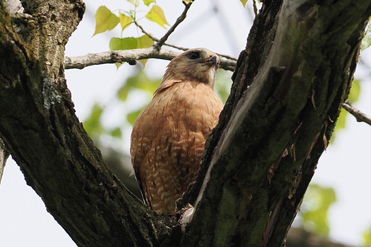 Red-shouldered Hawk (lineatus Group) - ML618549883