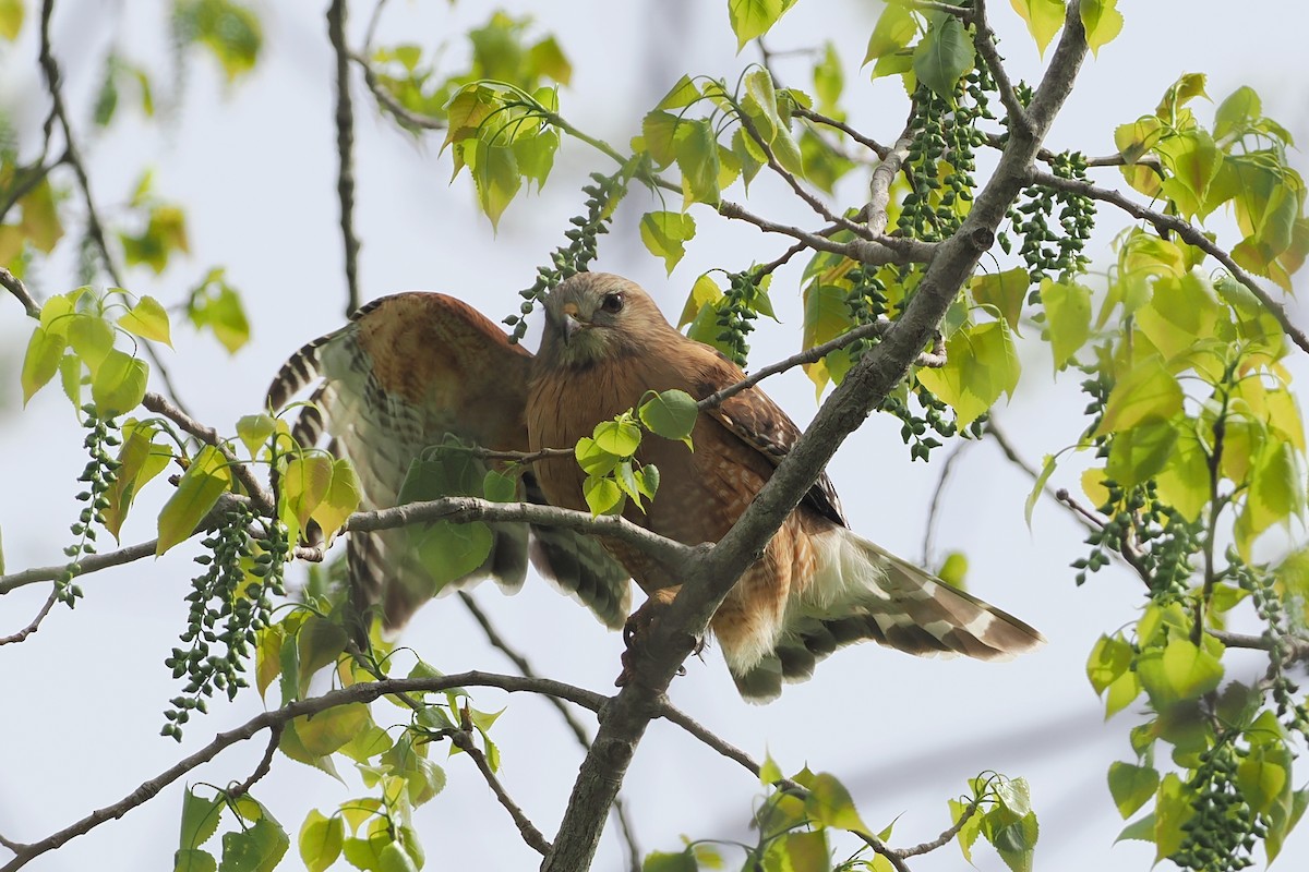 Red-shouldered Hawk (lineatus Group) - ML618549889