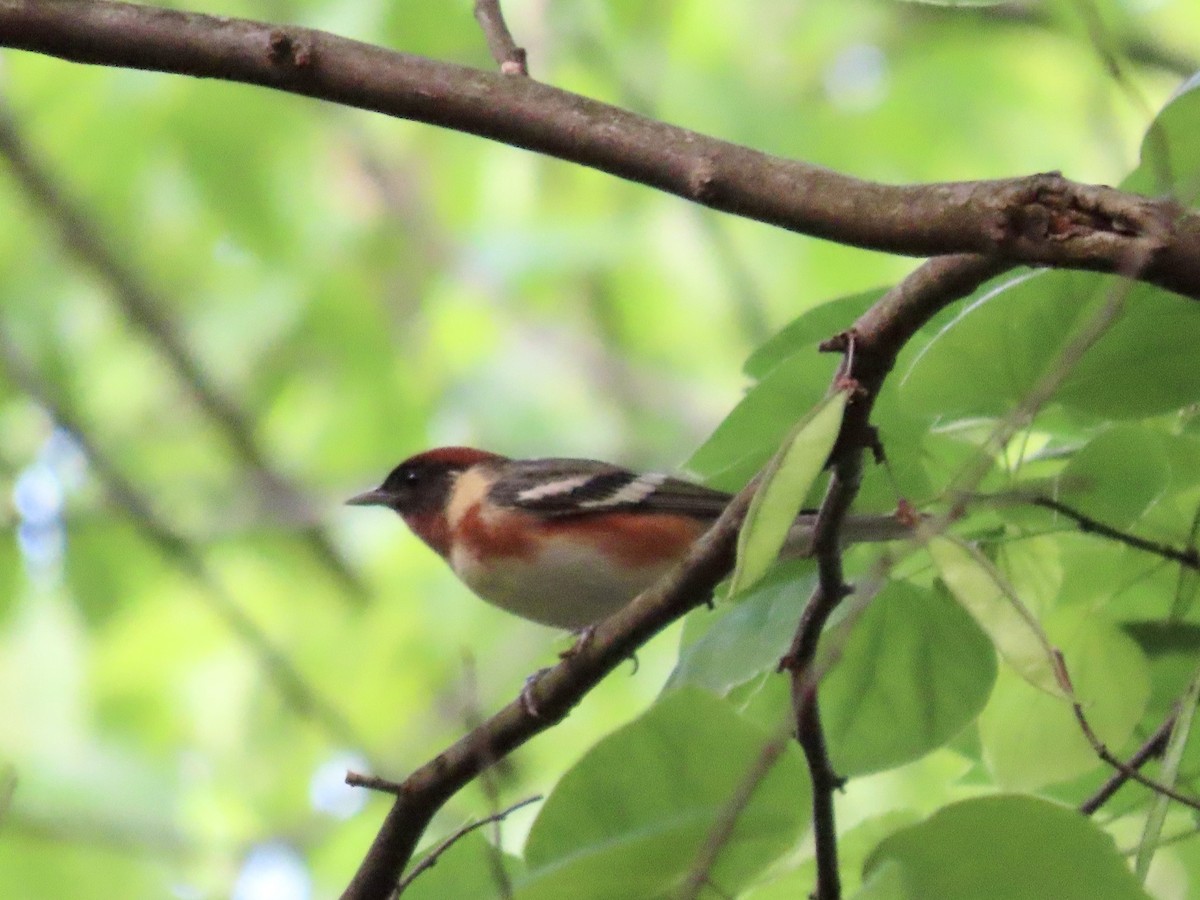 Bay-breasted Warbler - ML618549890