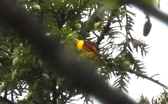 Cape May Warbler - ML618549894