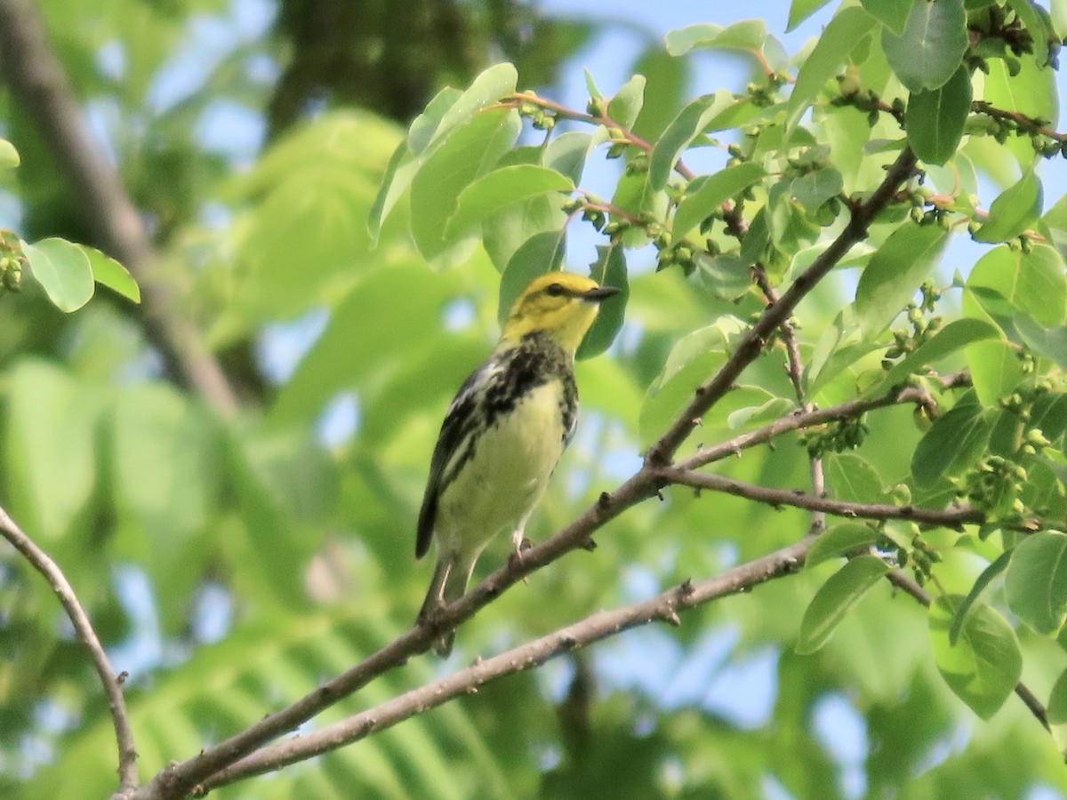 Black-throated Green Warbler - ML618549903