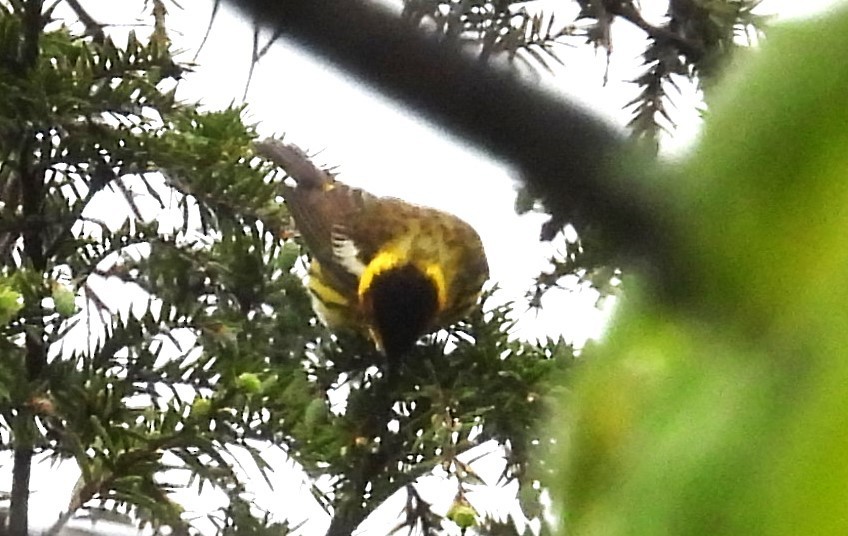 Cape May Warbler - ML618549904