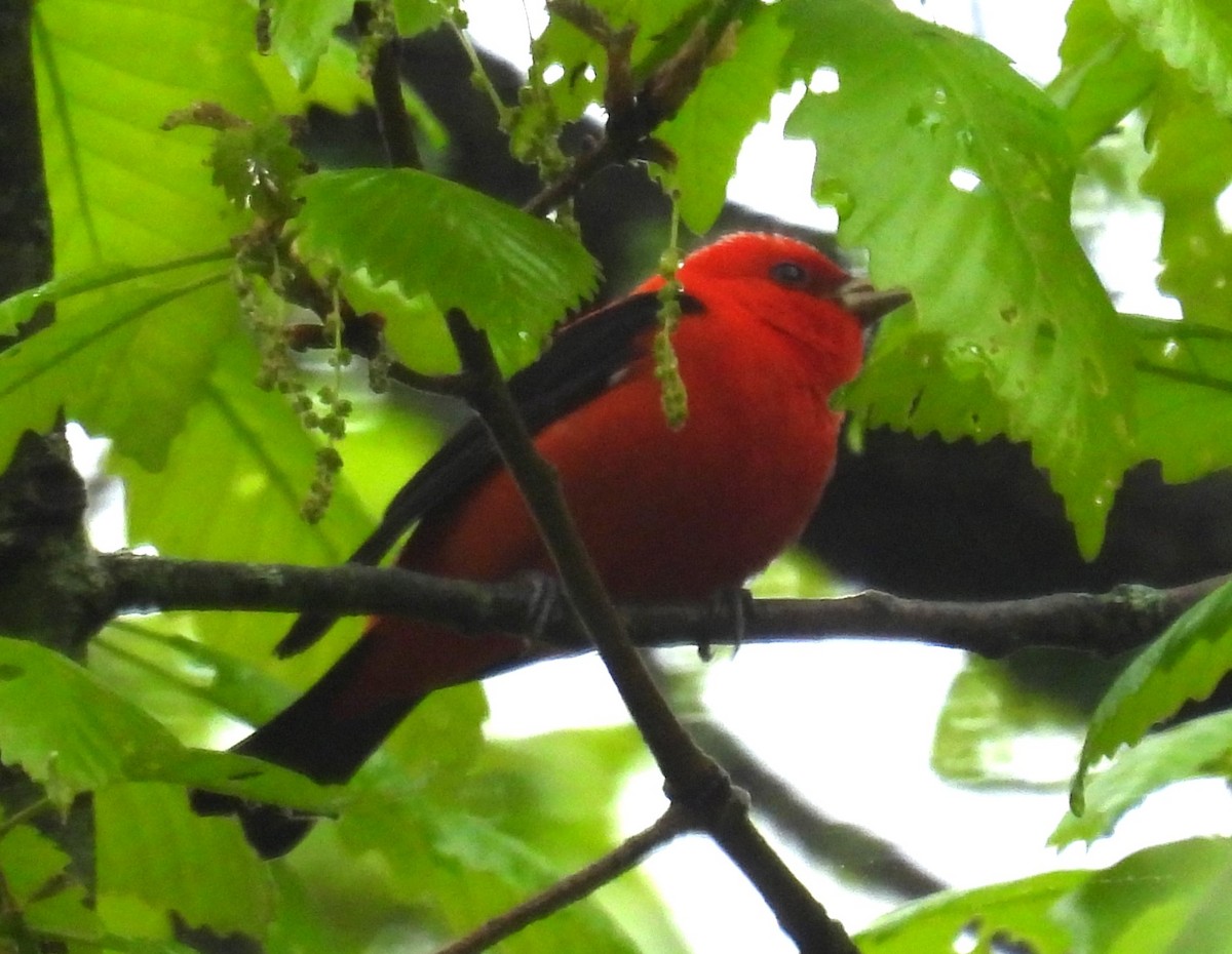 Scarlet Tanager - ML618549910