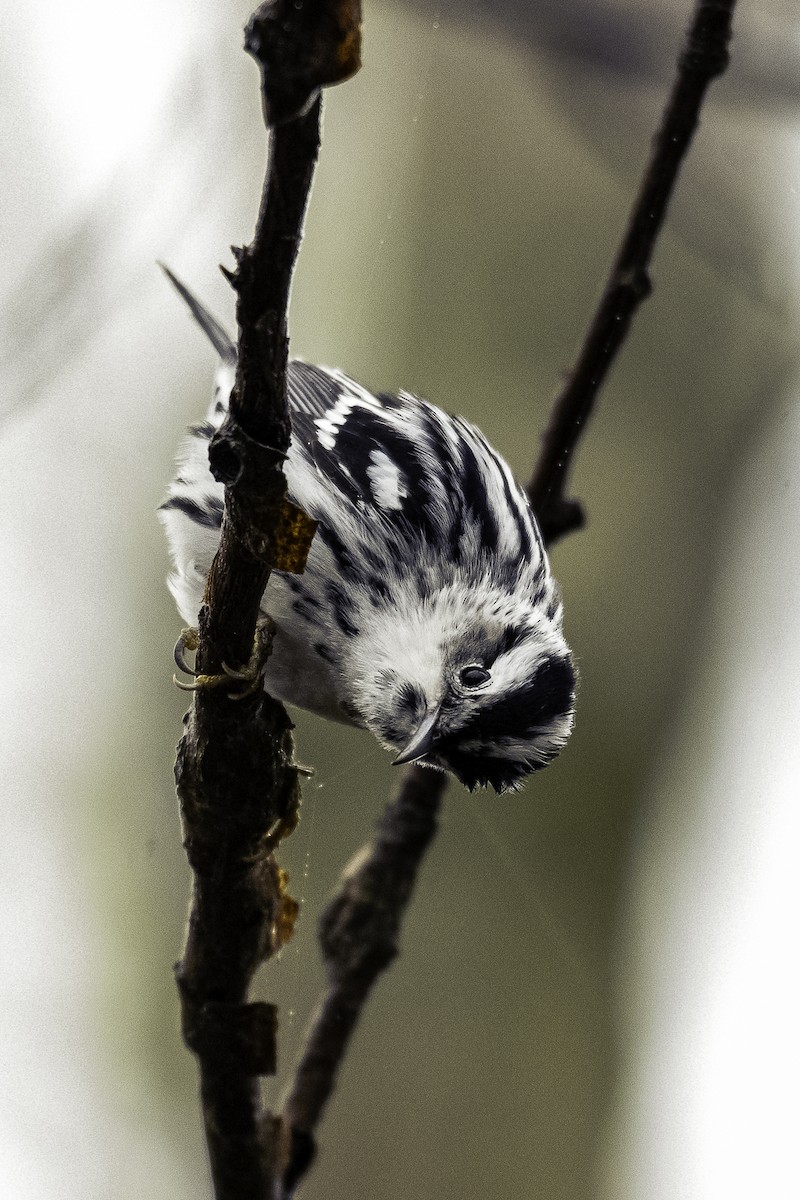 Black-and-white Warbler - ML618549928