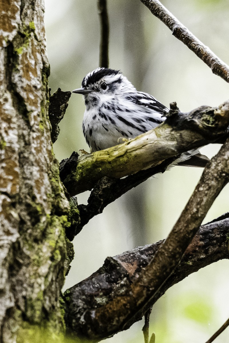 Black-and-white Warbler - ML618549932