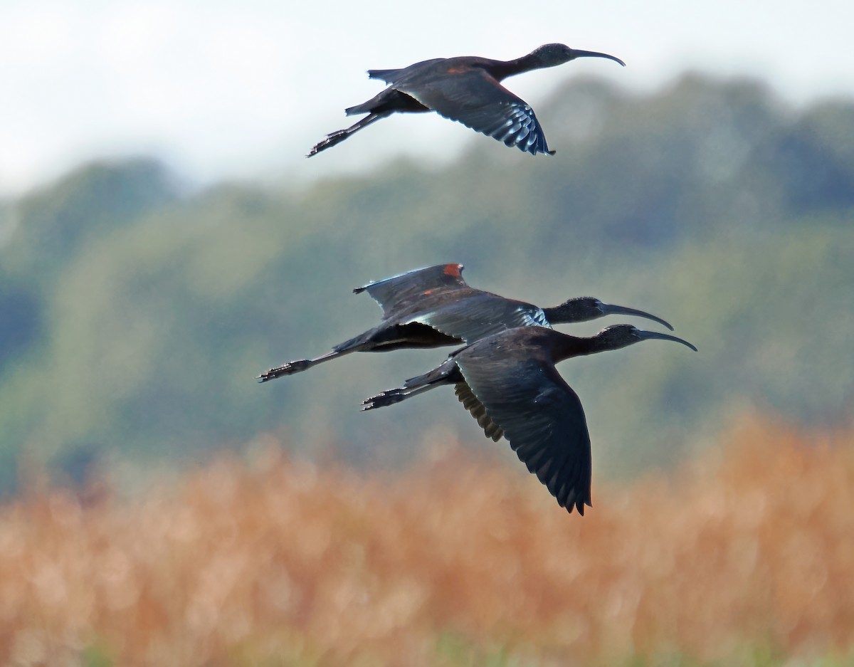 ibis hnědý - ML618549976