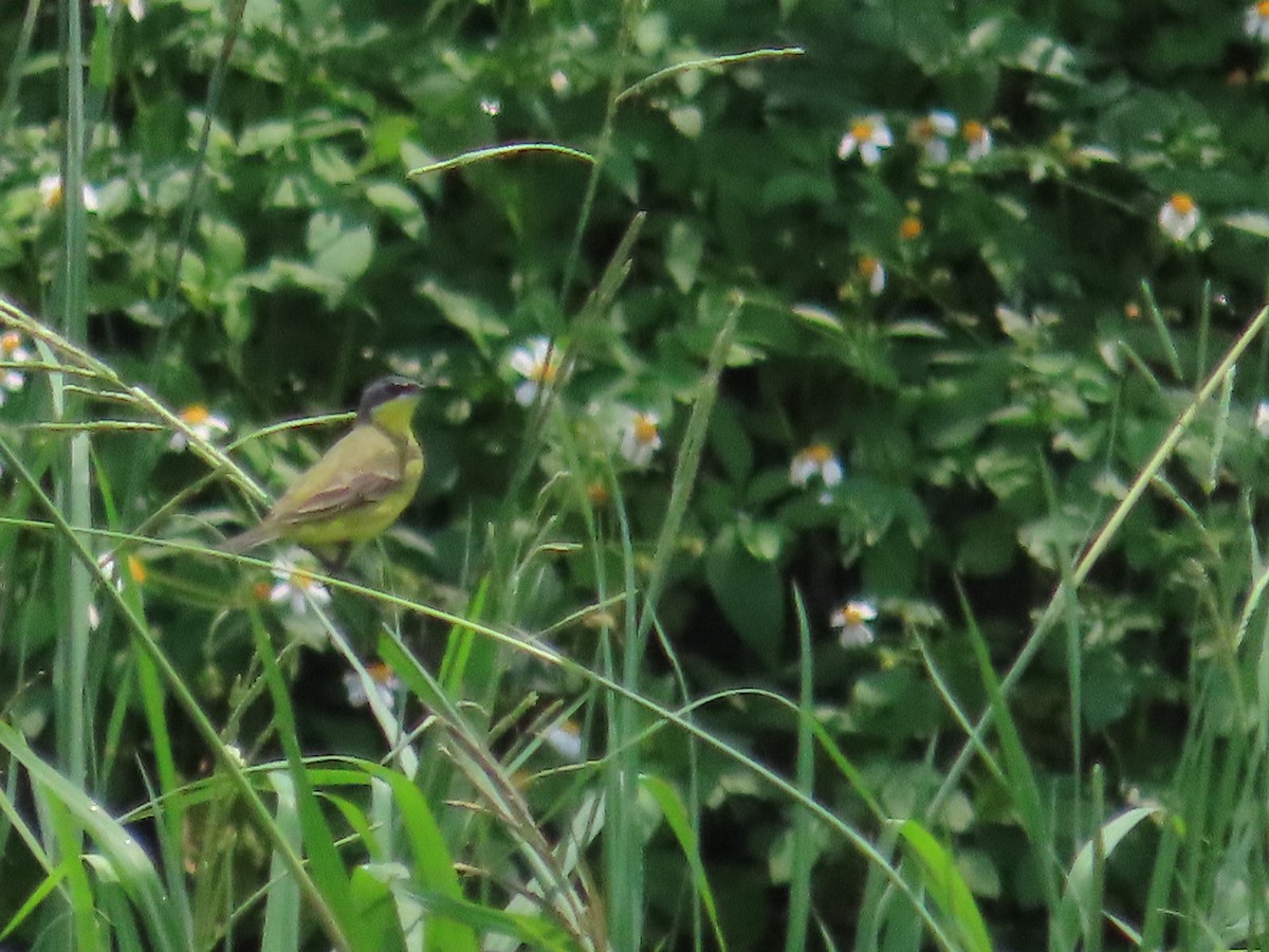 Eastern Yellow Wagtail (Manchurian) - 韋勳 陳
