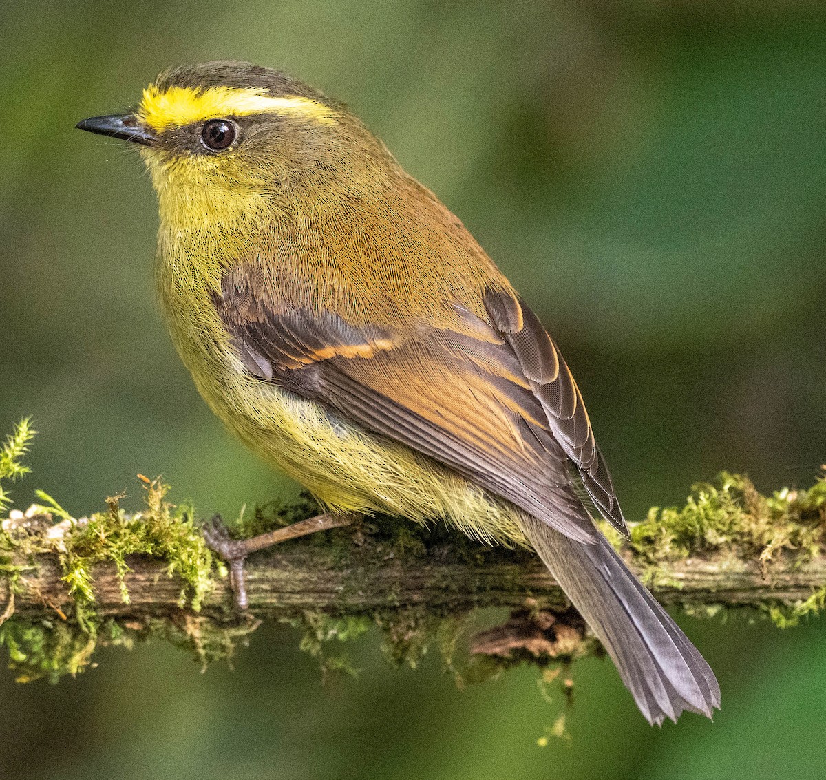 Yellow-bellied Chat-Tyrant - ML618549989