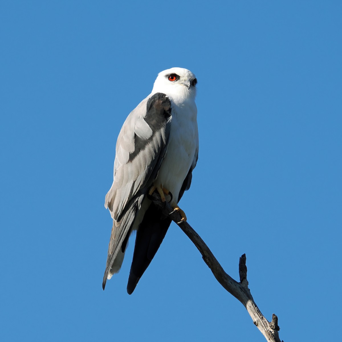 Black-shouldered Kite - ML618549994