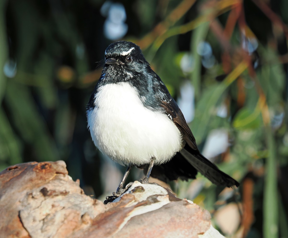 Willie-wagtail - ML618550007