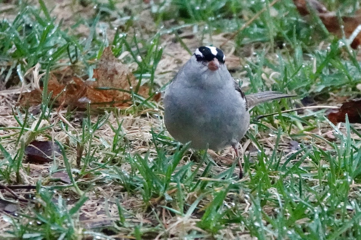 White-crowned Sparrow - André BERNARD