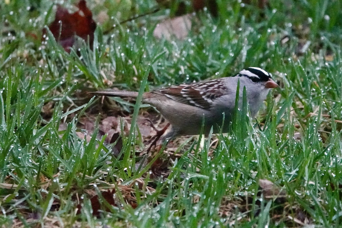 White-crowned Sparrow - ML618550035
