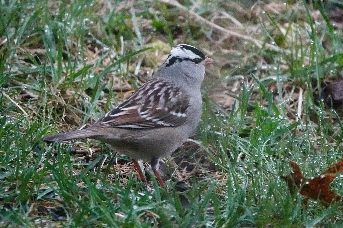 White-crowned Sparrow - ML618550036