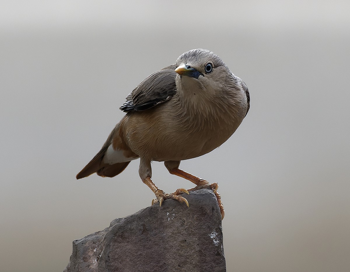 Chestnut-tailed Starling - ML618550045