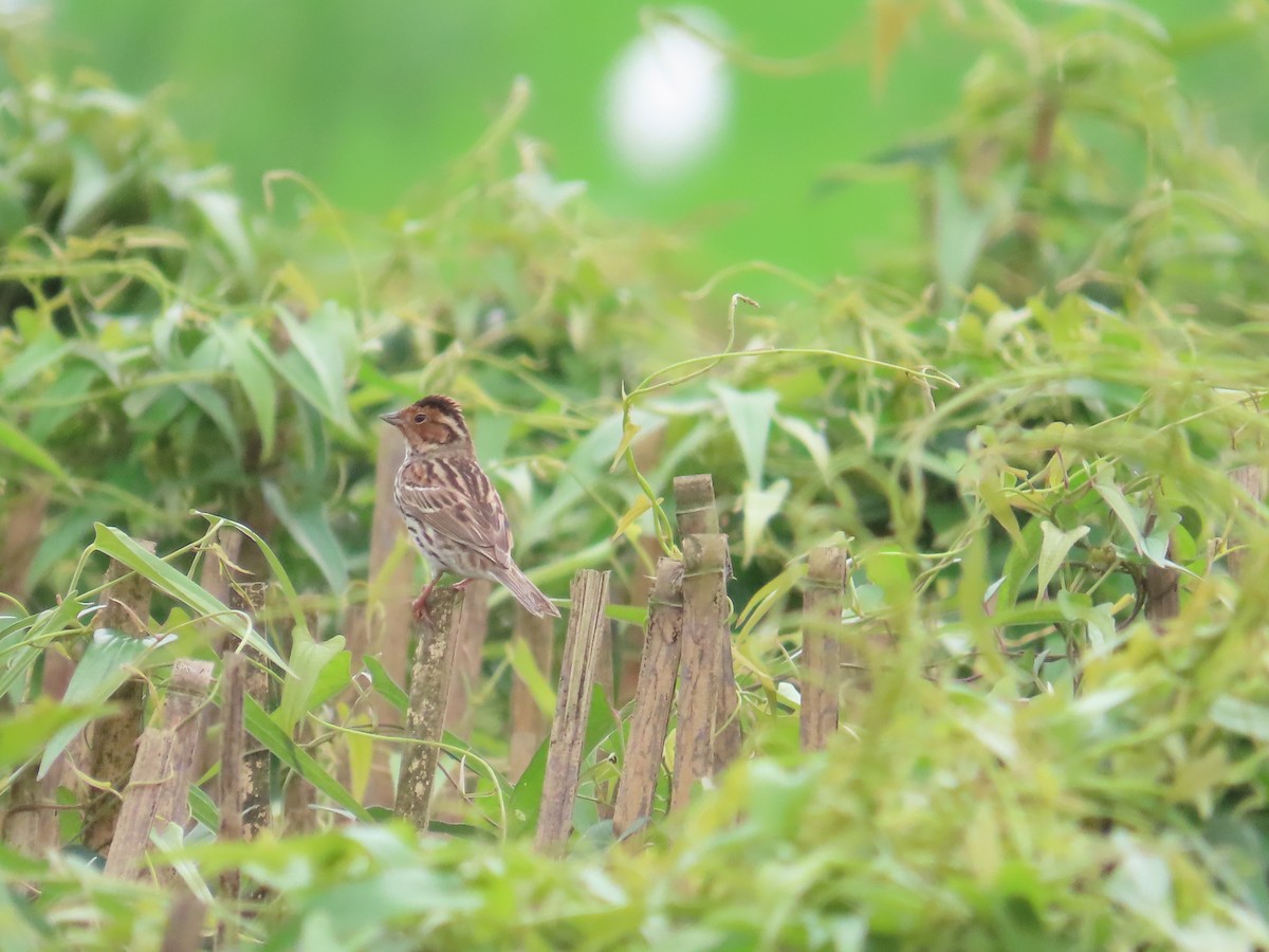 Little Bunting - 韋勳 陳
