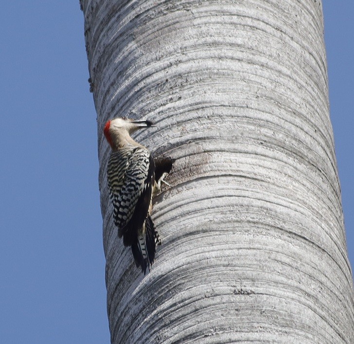 West Indian Woodpecker - ML618550072