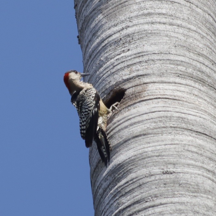 West Indian Woodpecker - ML618550073