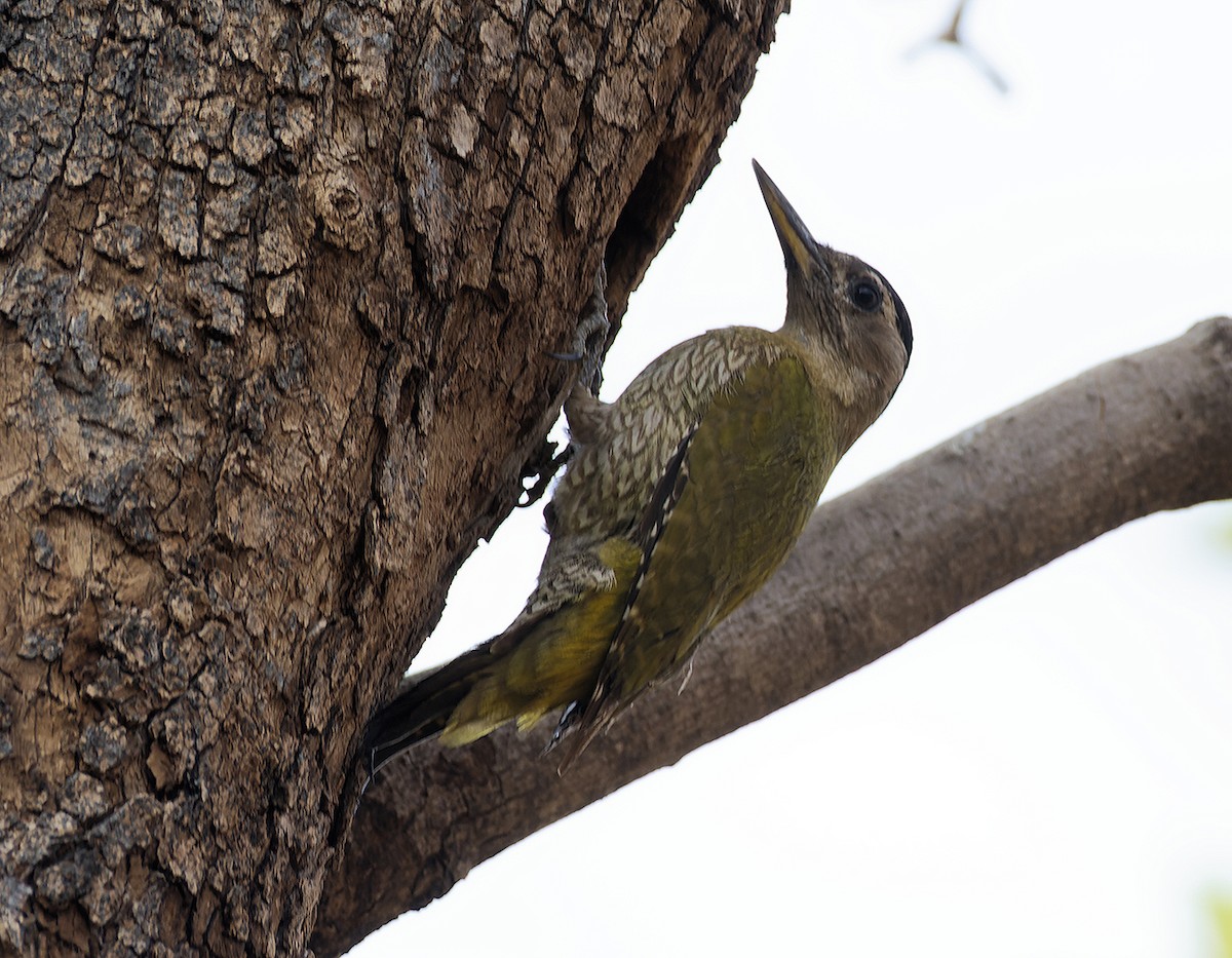 Streak-throated Woodpecker - ML618550075