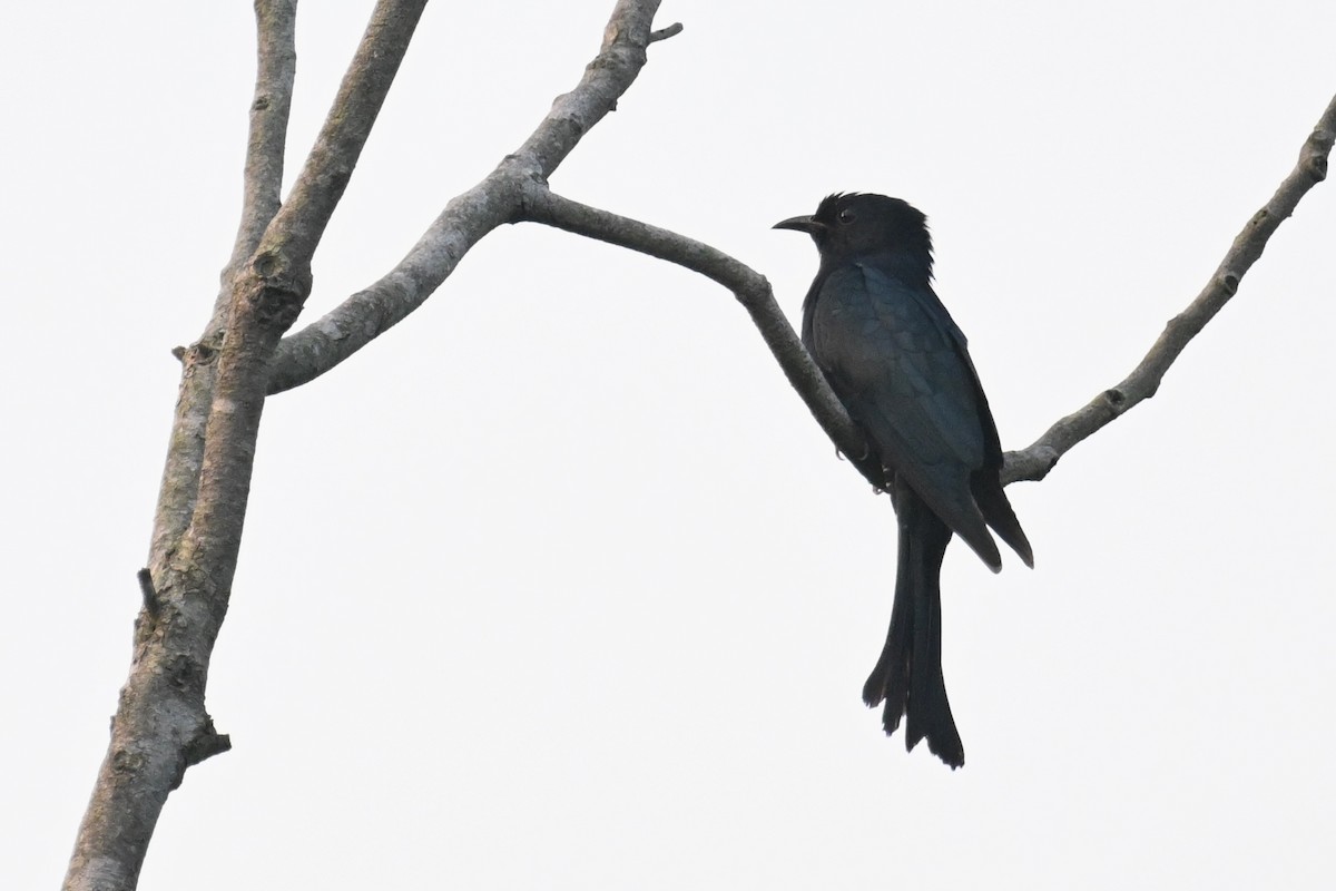 Square-tailed Drongo-Cuckoo - Ting-Wei (廷維) HUNG (洪)